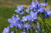 flax flowers